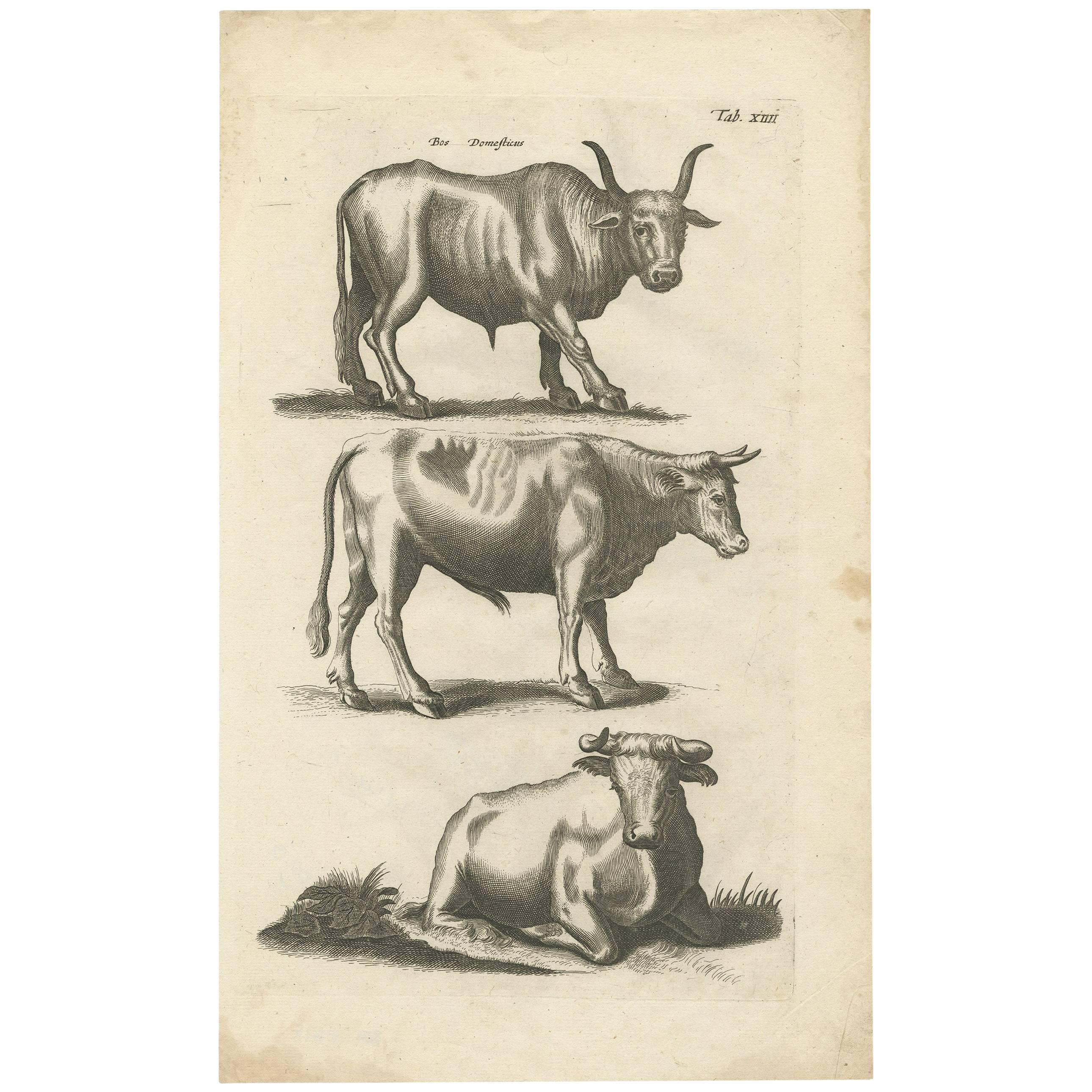 Antique Print of the Domestic Cow by J. Jonston, 1657 For Sale