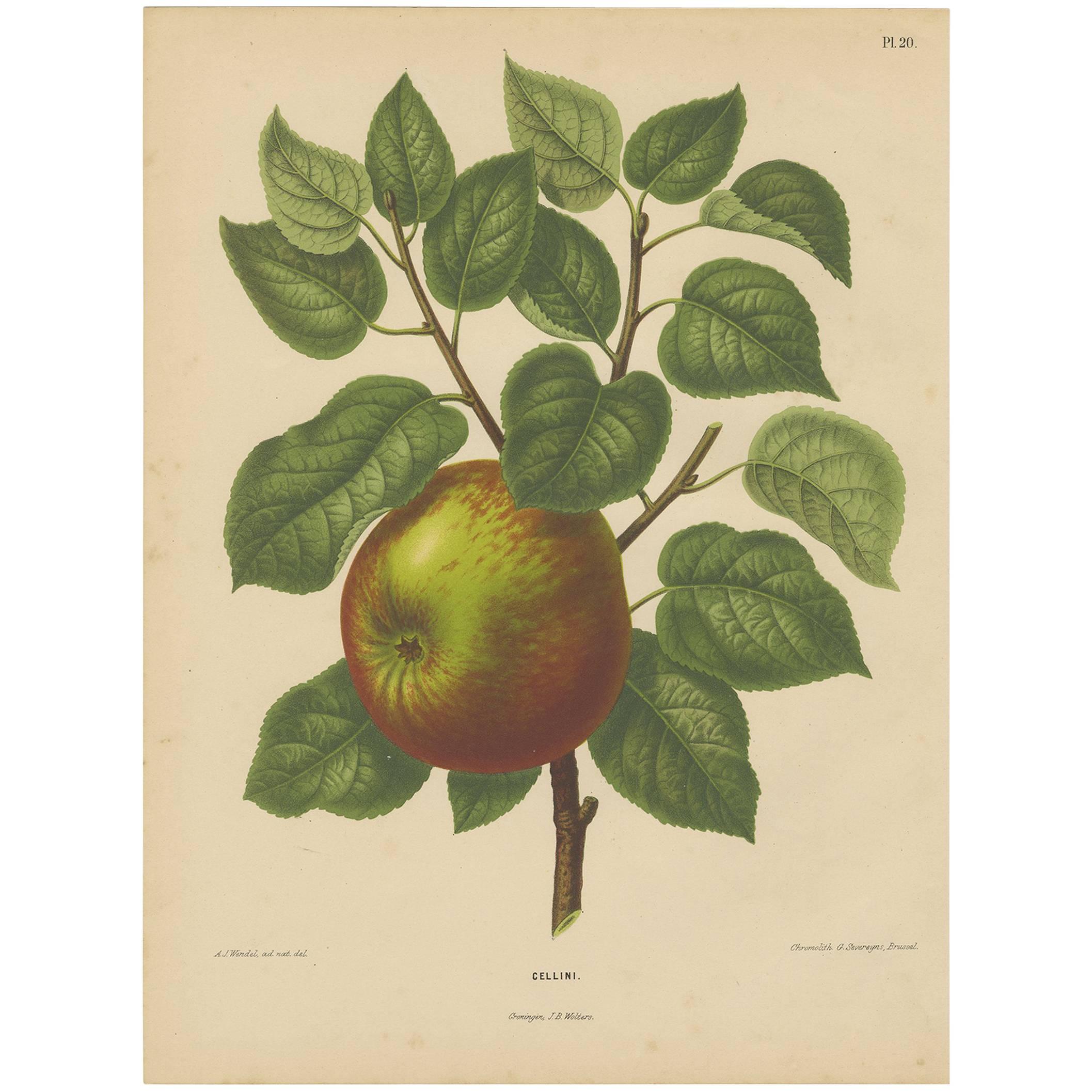 Antique Print of a Cellini Apple by G. Severeyns, 1876