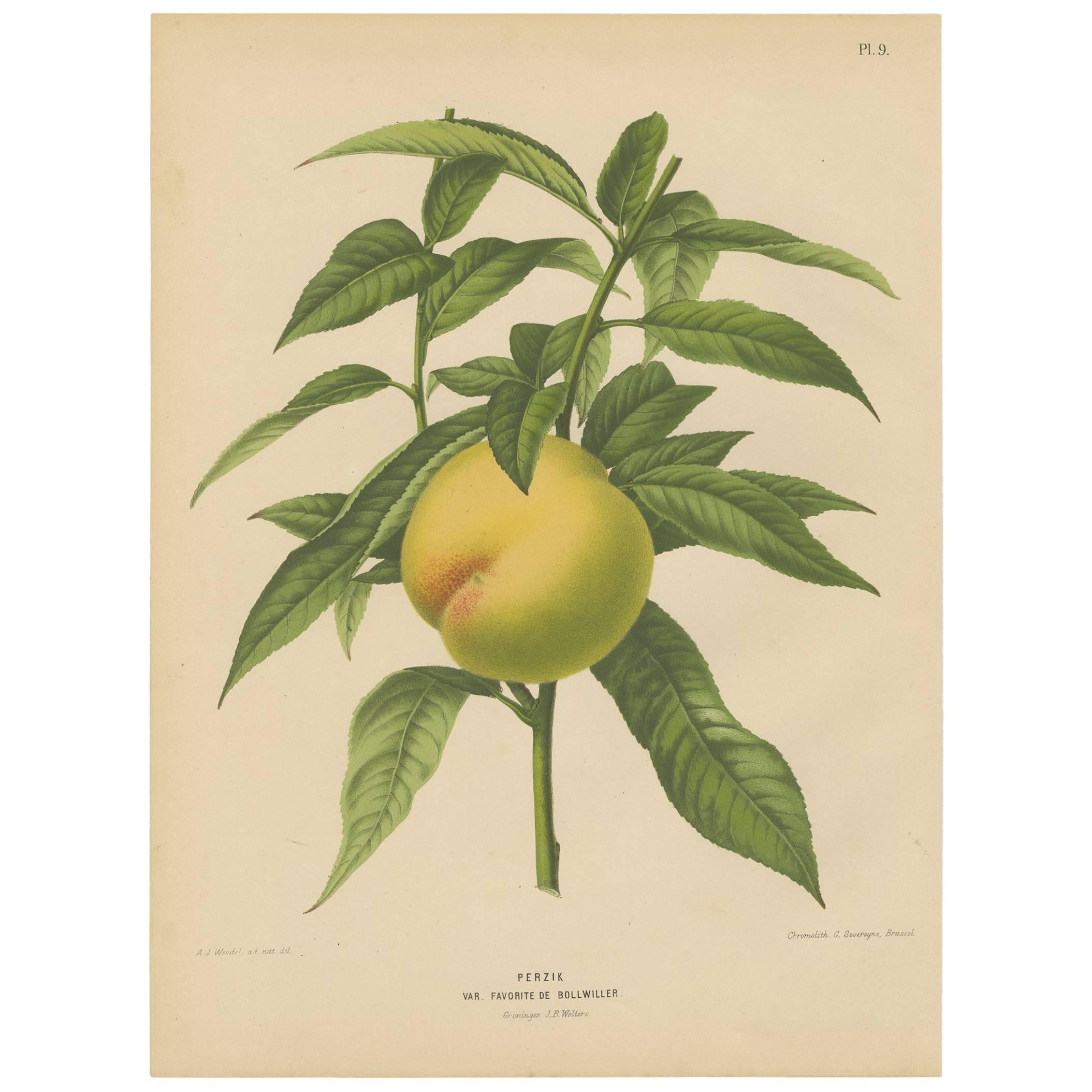 Antique Print of the Bollwiller Peach by G. Severeyns, 1876 For Sale