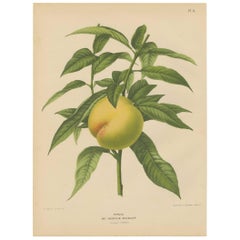 Grabado antiguo del melocotón de Bollwiller por G. Severeyns, 1876