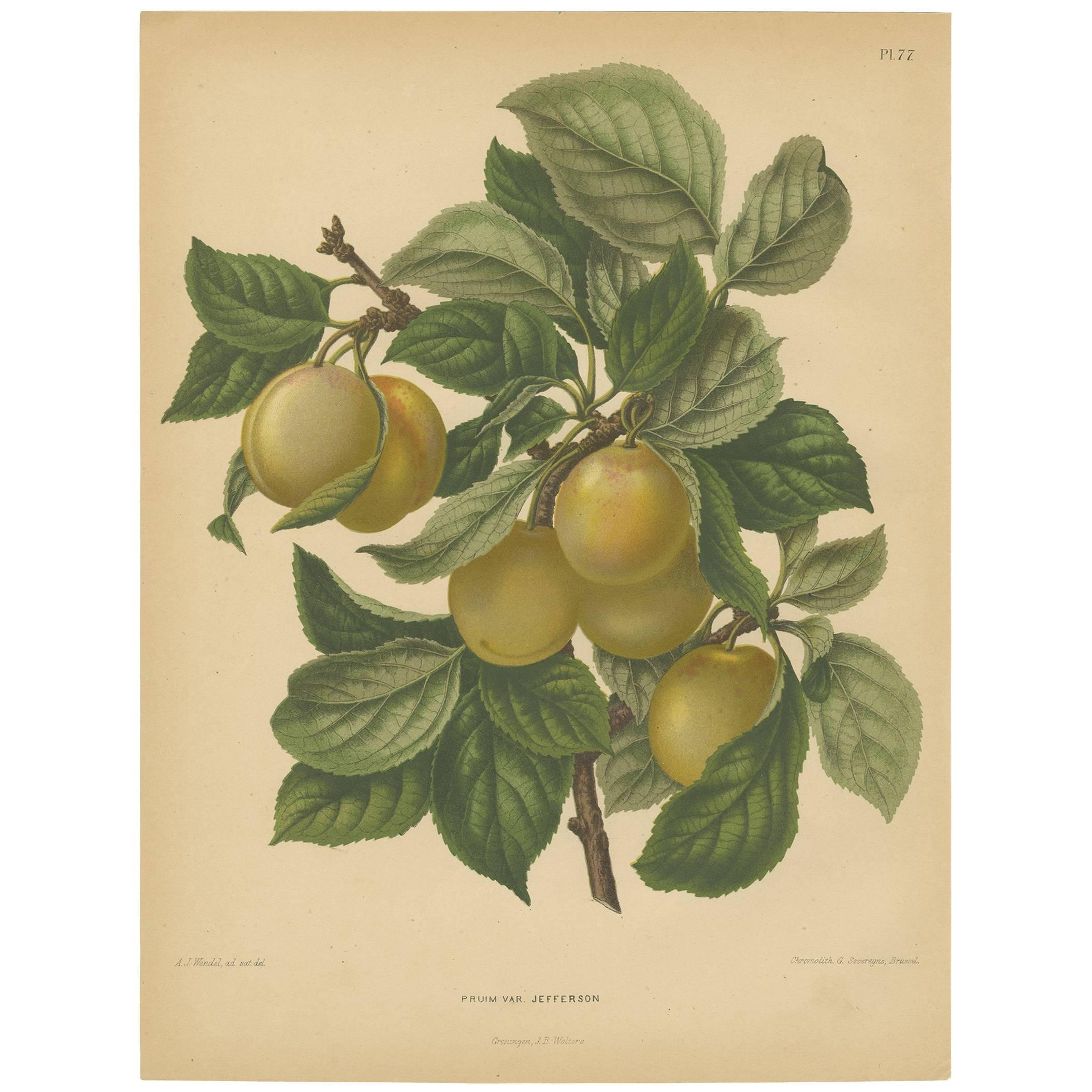 Antique Print of a Jefferson Plum by G. Severeyns, 1876 For Sale