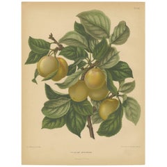 Impression ancienne d'un prune de Jefferson par G. Severeyns, 1876