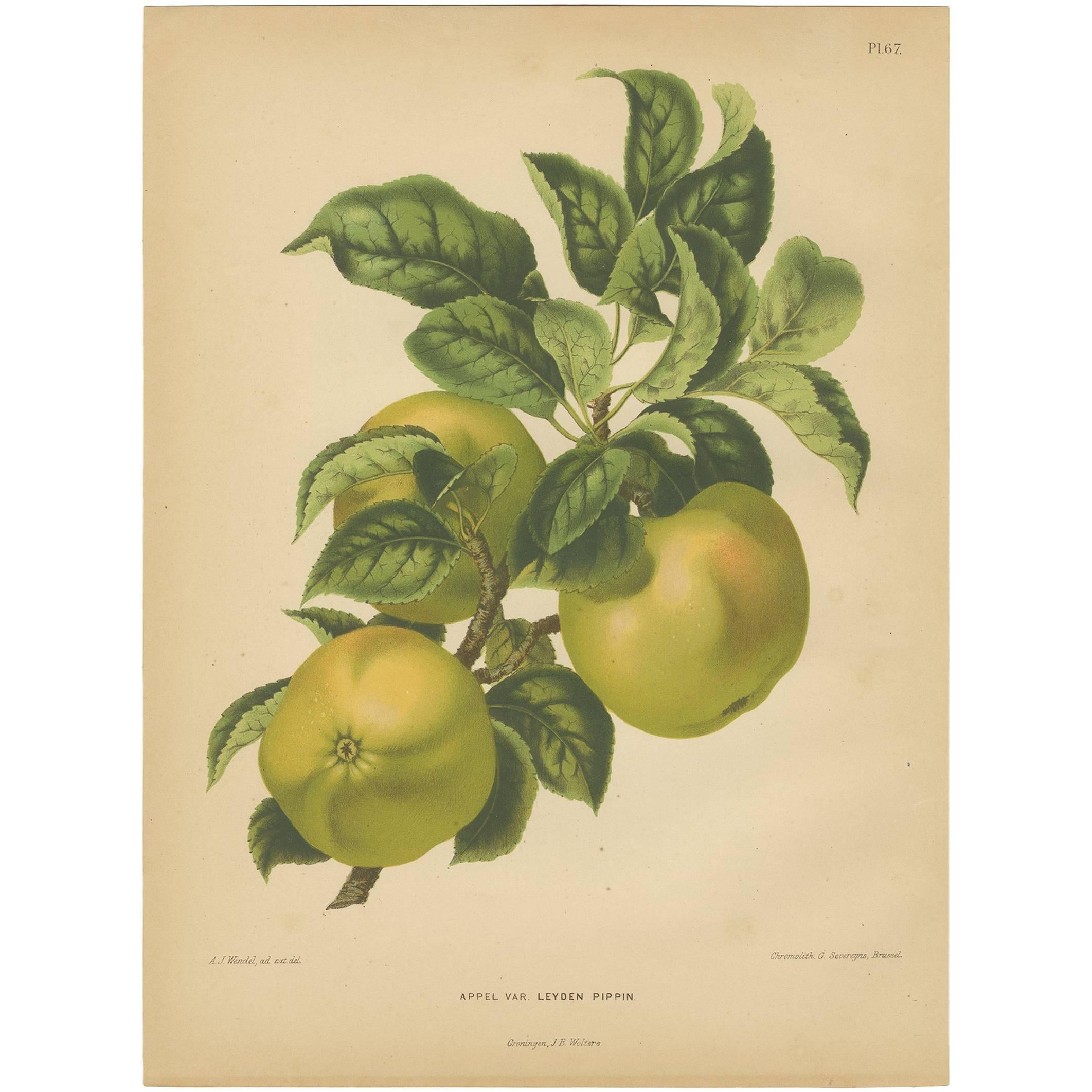 Antique Print of the Leyden Pippin Apple by G. Severeyns, 1876 For Sale