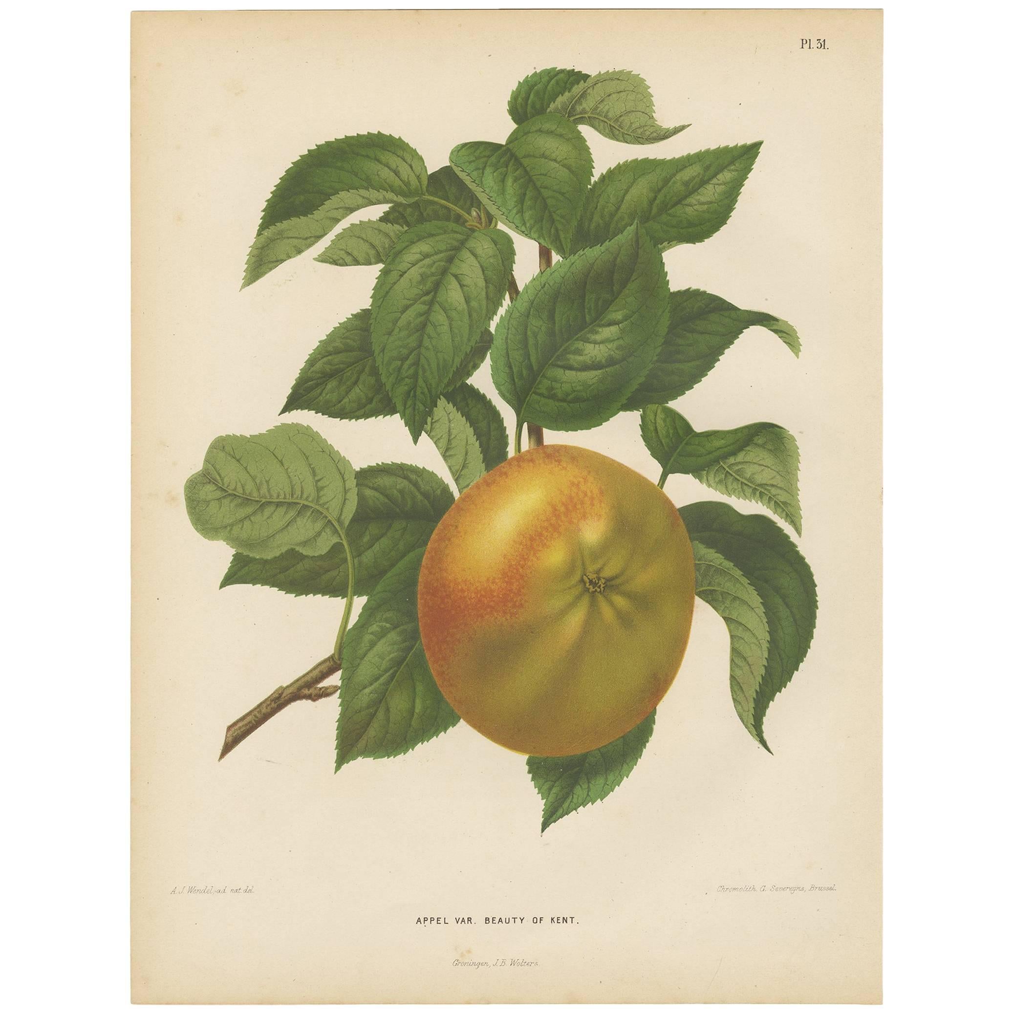 Antique Print of the Kent Apple by G. Severeyns, 1876 For Sale