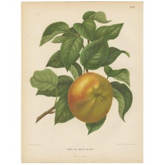 Antique Print of the Kent Apple by G. Severeyns, 1876