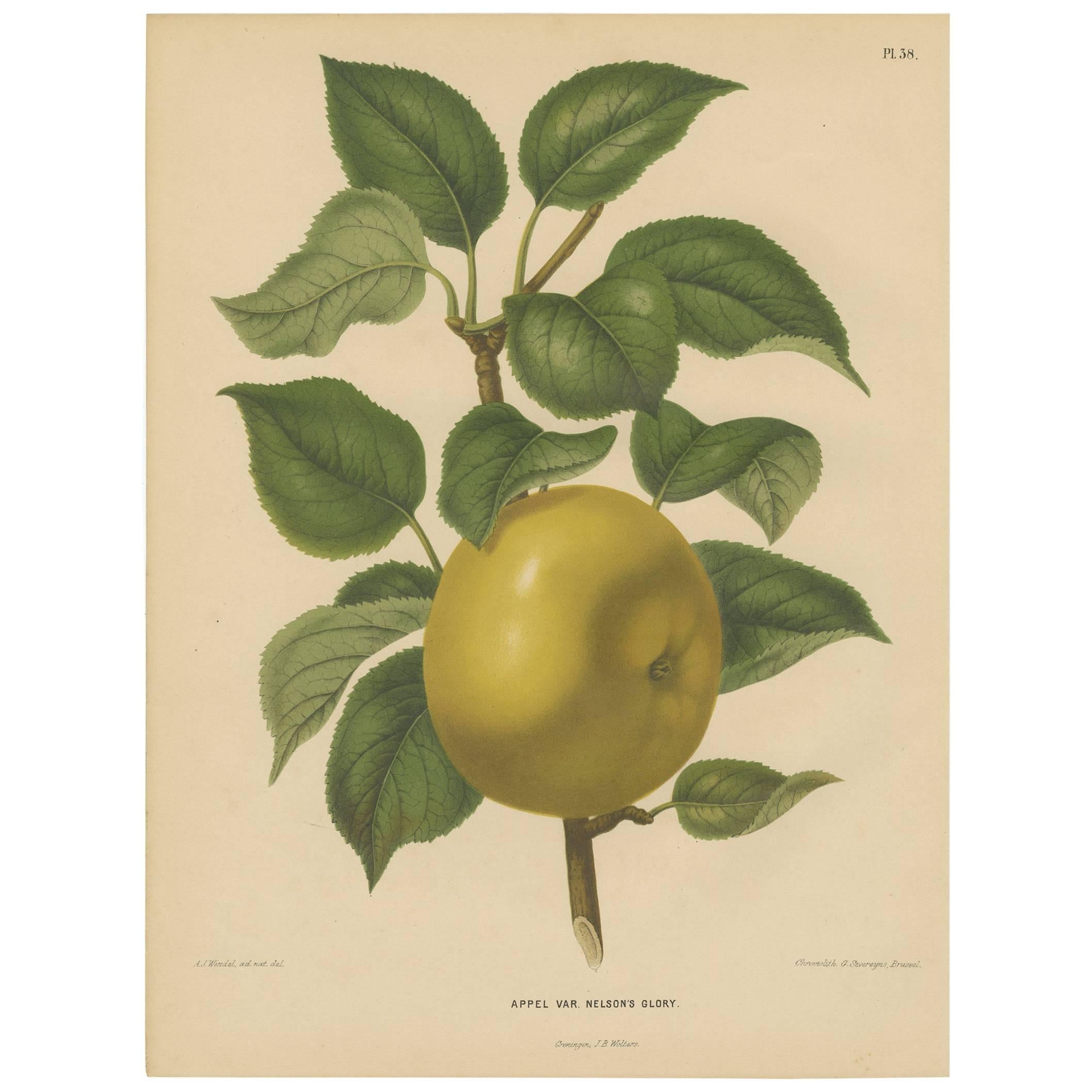 Antique Print of Nelson's Glory Apple by G. Severeyns, 1876