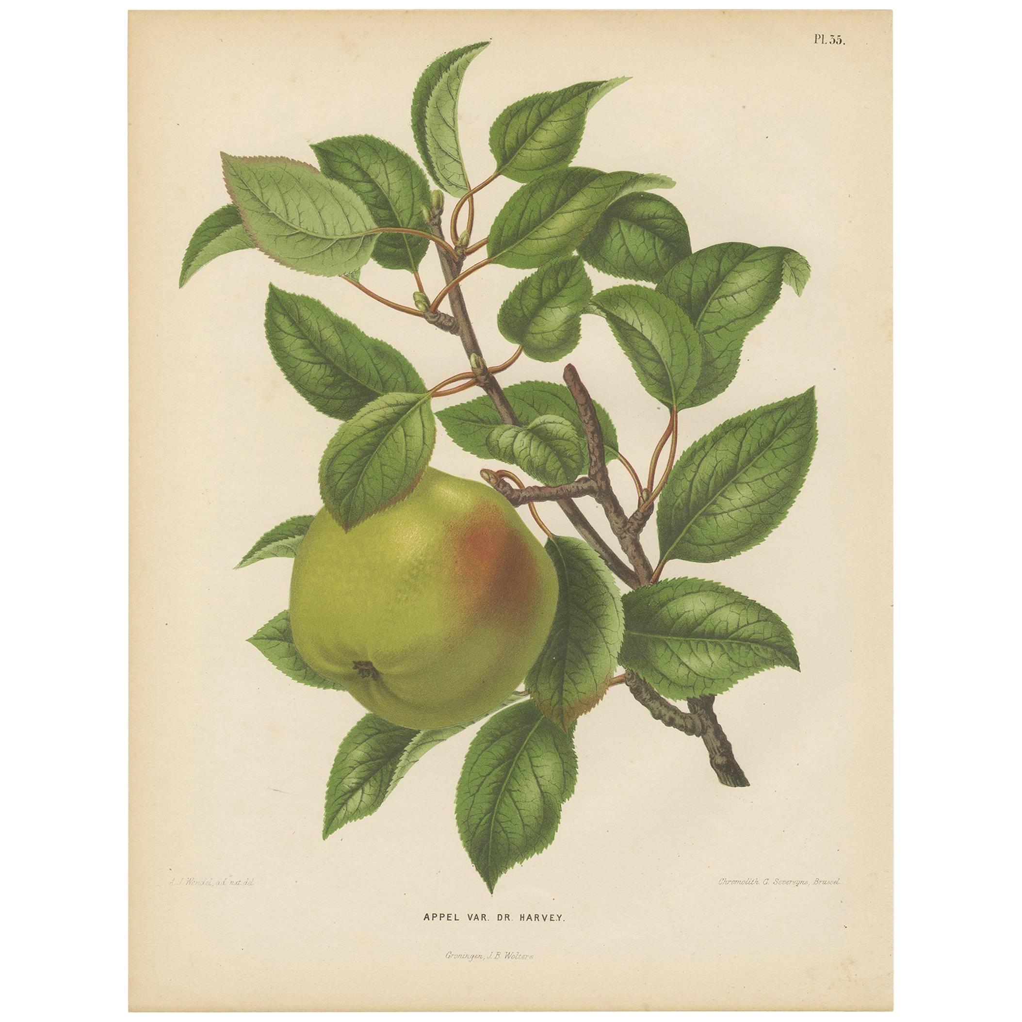 Antique Print of the Harvey Apple by G. Severeyns, 1876 For Sale