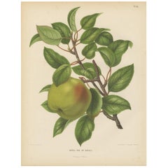 Antique Print of the Harvey Apple by G. Severeyns, 1876