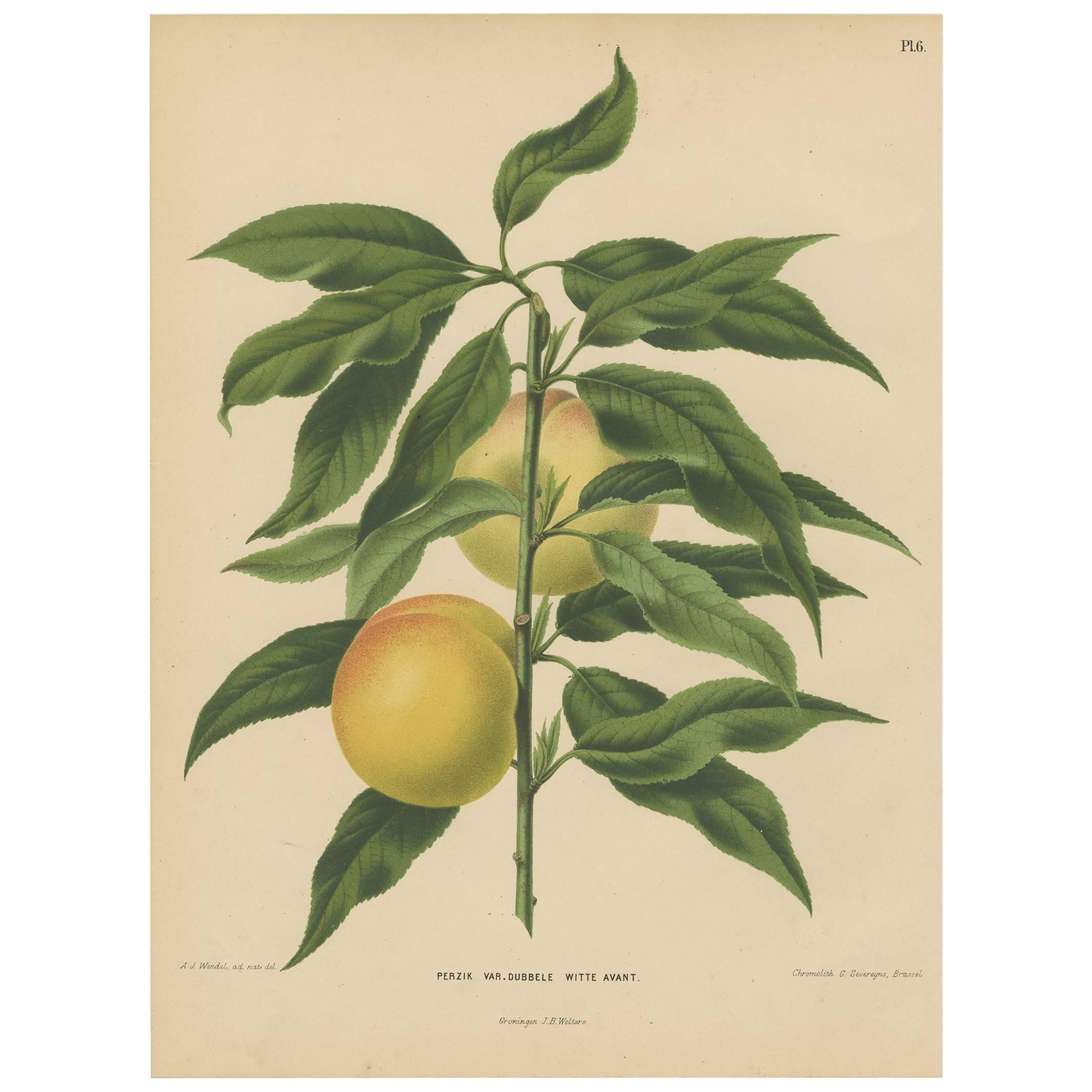 Antiker antiker Druck des weißen Pfirsichbaums der Avantgarde von G. Severeyns, 1876