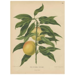 Stampa antica della Pesca Bianca Avant di G. Severeyns, 1876