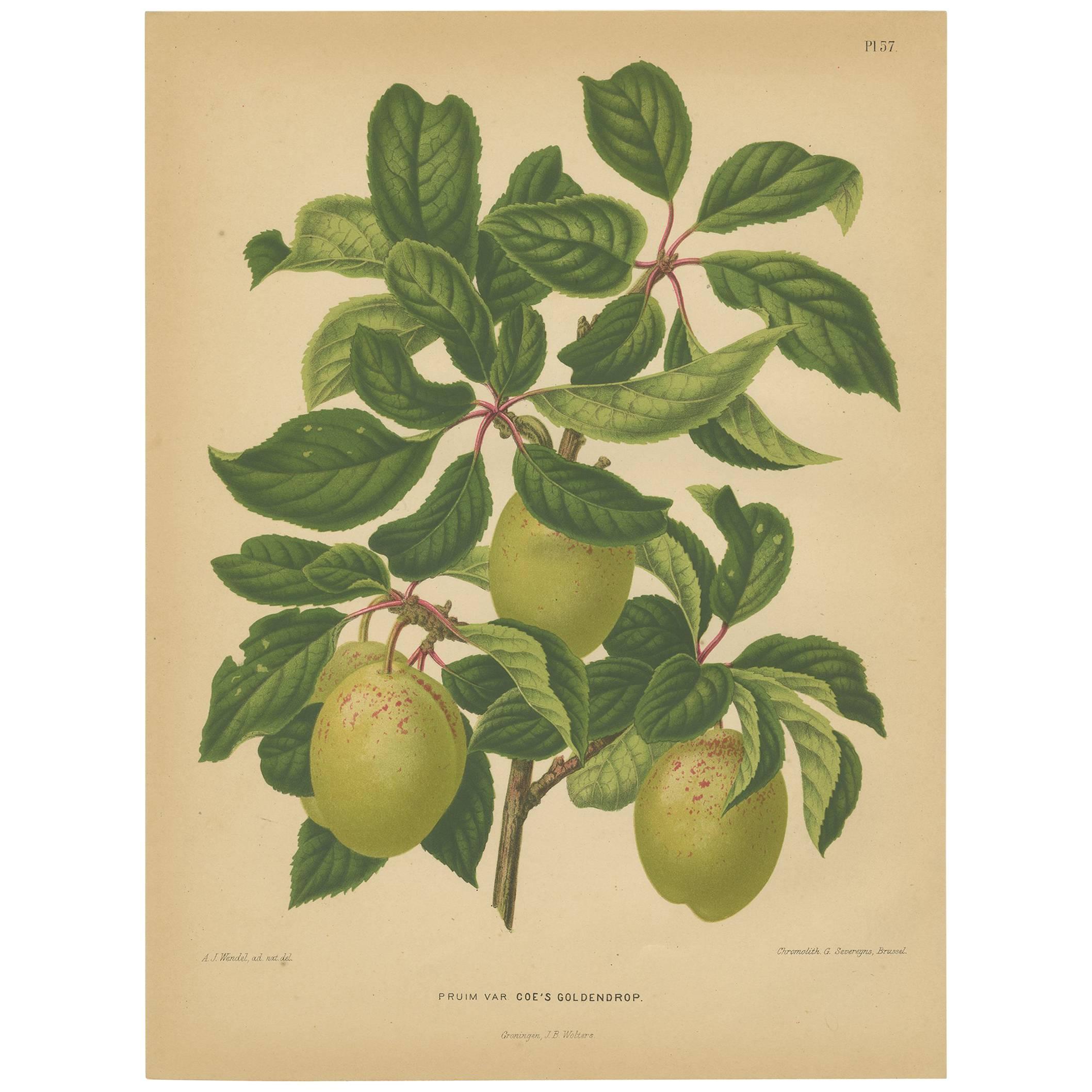 Antique Print of the Goldendrop Plum by G. Severeyns, 1876 For Sale