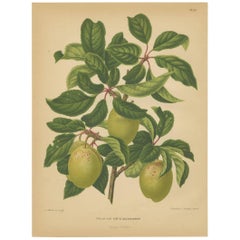 Antique Print of the Goldendrop Plum by G. Severeyns, 1876