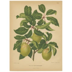 Stampa antica della prugna Goldendrop di G. Severeyns, 1876