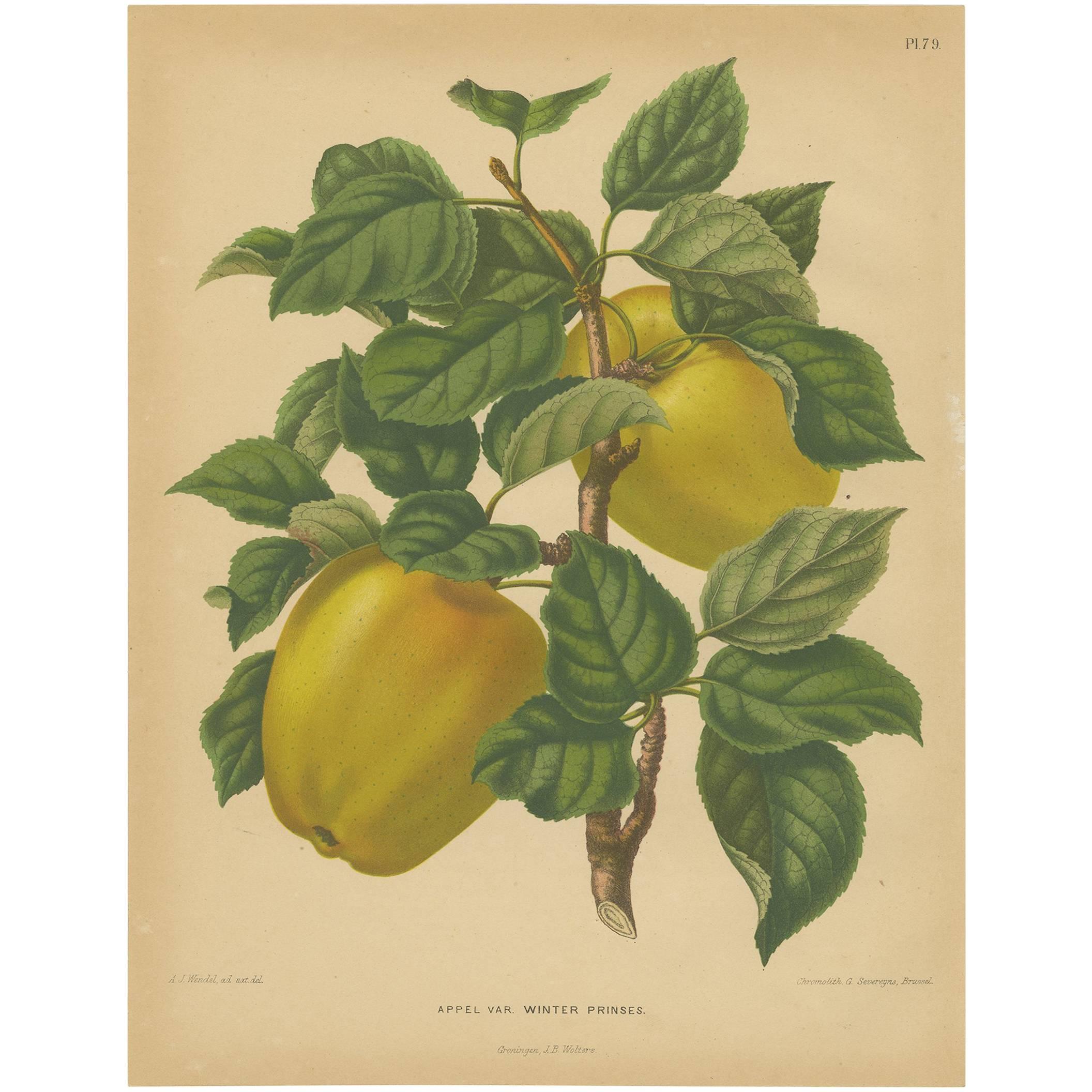 Antique Print of the Winter Princess Apple by G. Severeyns, 1876