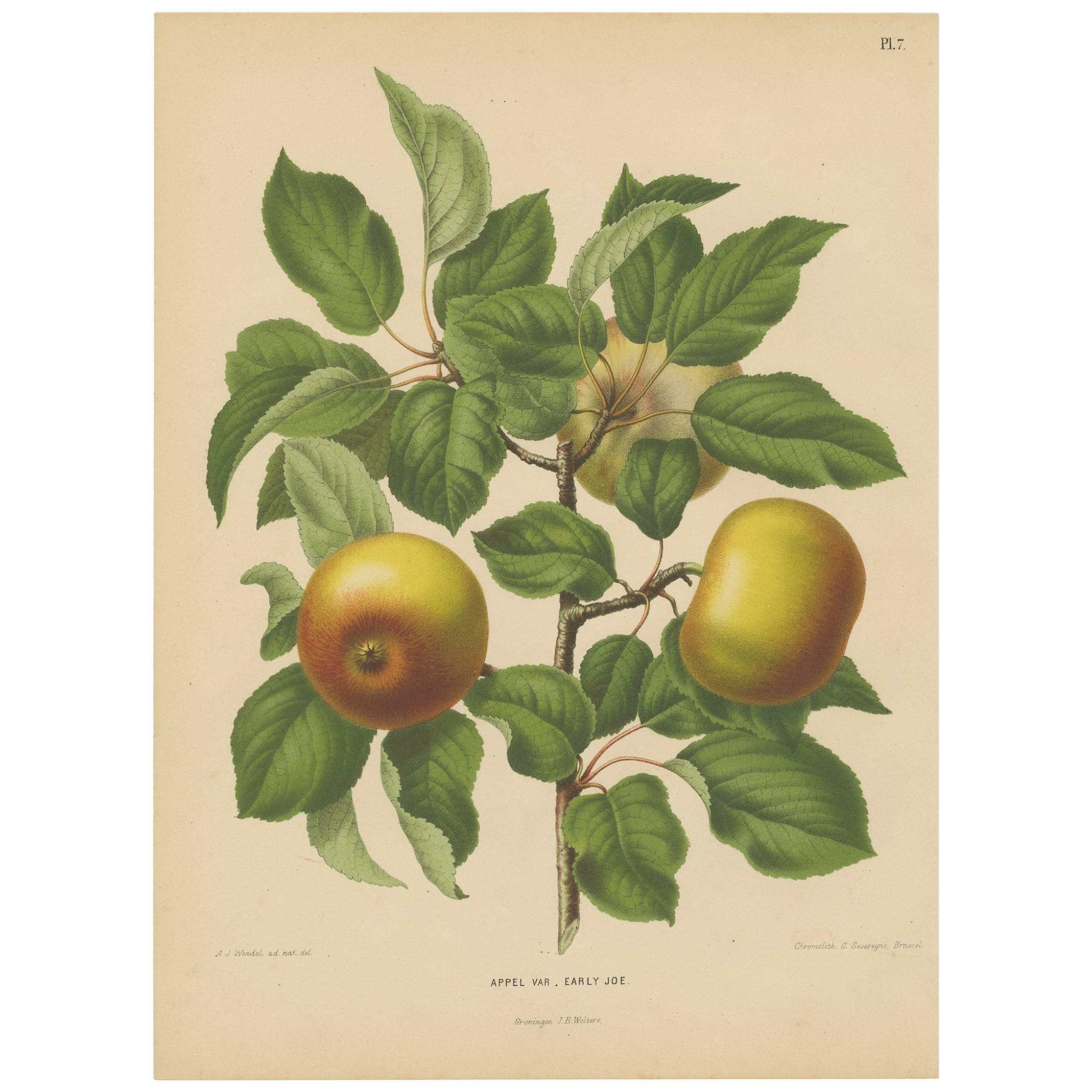 Antique Print of the Early Joe Apple by G. Severeyns, 1876 For Sale