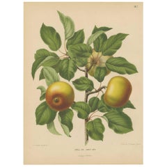 Antiker Druck des frühen Joe-Apfels von G. Severeyns, 1876