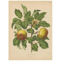 Stampa antica della mela Early Joe di G. Severeyns, 1876