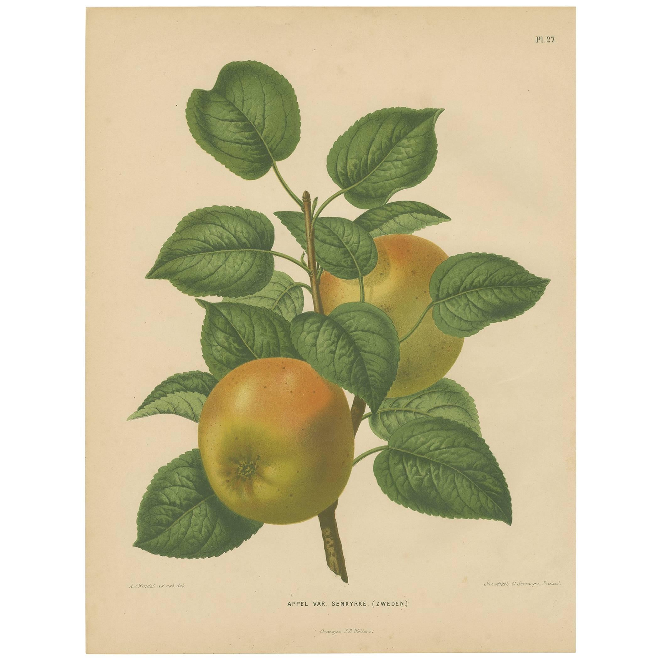 Antique Print of the Senkyrke Apple "Sweden" by G. Severeyns, 1876