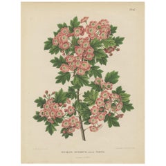 Impression ancienne de plantes du Crataegus Oxyacantha par G. Severeyns, 1879