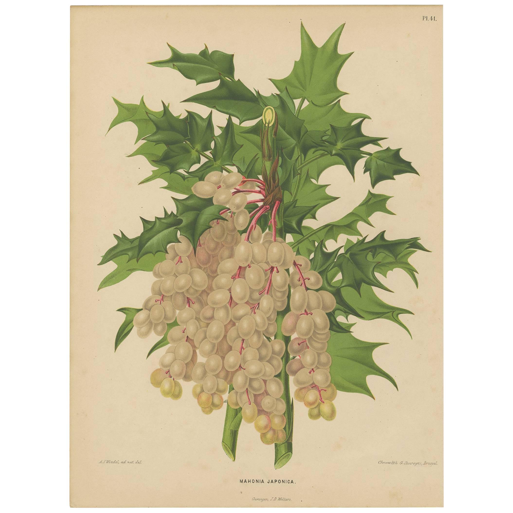Antique Plant Print of the Mahonia Japonica by G. Severeyns, 1879 For Sale