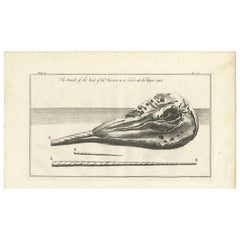 Antique Print of an Unicorn Skull by Churchill, circa 1730