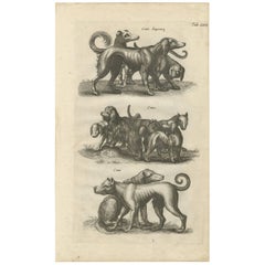 Antique Print of Various Dog Breeds "Tab LXIX" by J. Jonston, 1657