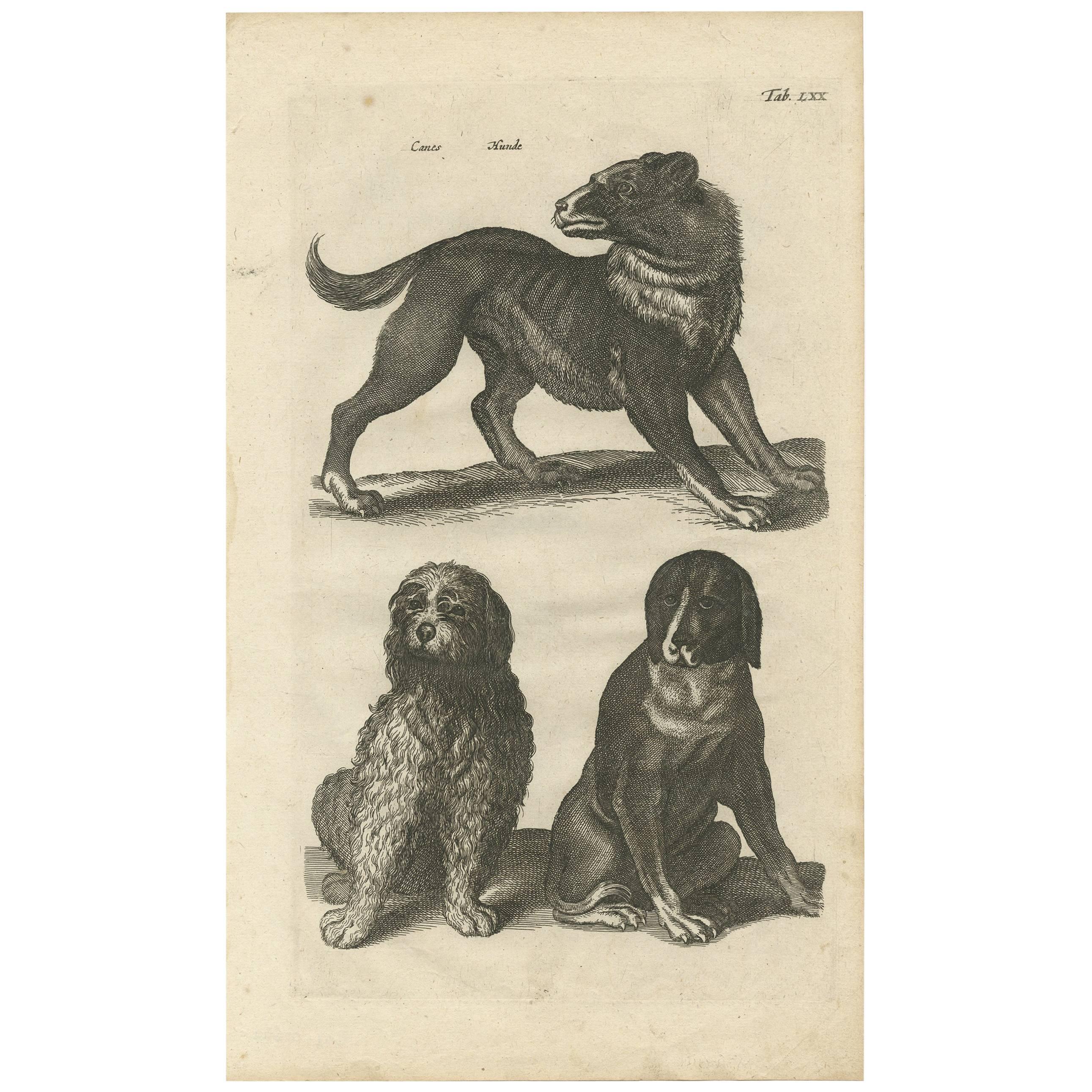 Antique Print of Various Dog Breeds 'Tab LXX' by J. Jonston, 1657 For Sale