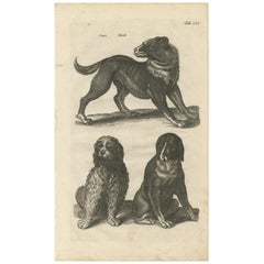Antiker Druck verschiedener Hundebreeds „Tab LXX“ von J. Jonston, 1657