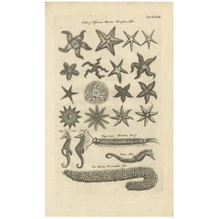 Antique Print of Starfish and Sea Horses by J. Jonston, 1657