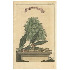 Antique Print of a Clove Tree by Churchill, circa 1744