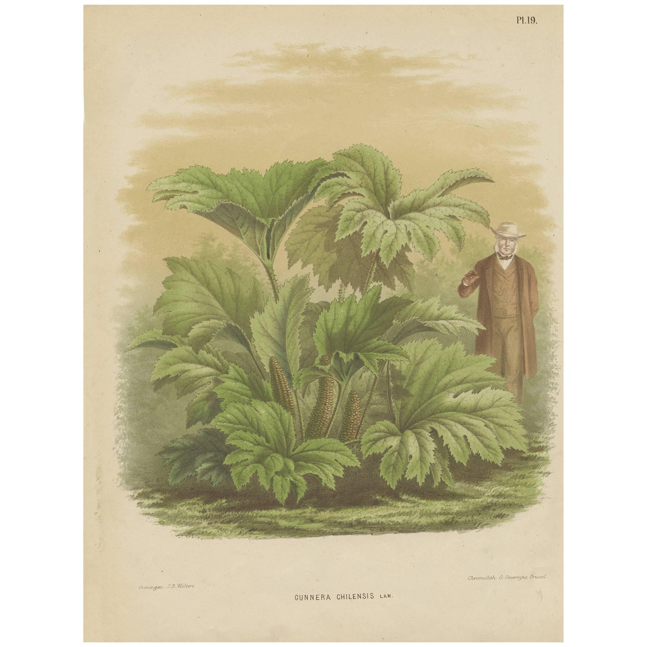 Antique Plant Print of the Gunnera Chilensis by G. Severeyns, 1868 For Sale