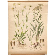 Vintage Botanical Czech Republic Wall Chart "Yarrow & Daisy", 1950s