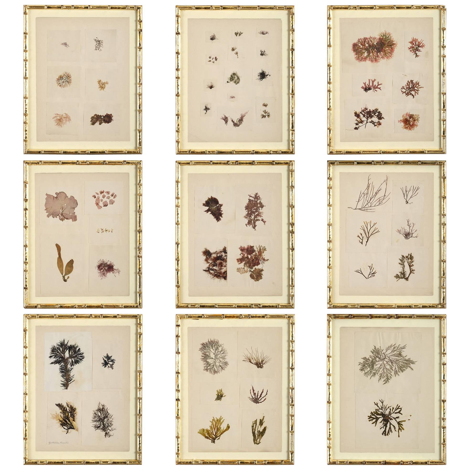 Collection of Nine 19th Century Seaweed Presses