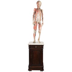 Antique 19th Century French Anatomical Model by Dr. Auzoux