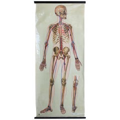 Vintage English Canvas Anatomy Poster