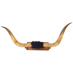 Pair of 19th Century Texas Longhorns 11