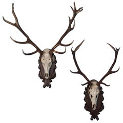 Pair of Antique Black Forest Red Deer Antler Mounts