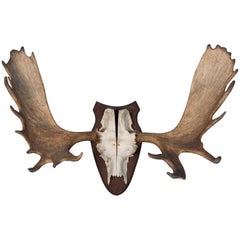 Vintage Wall Mount Moose Antlers