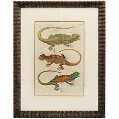 Albertus Seba 18th Century Hand-Colored Print of Three Lizards