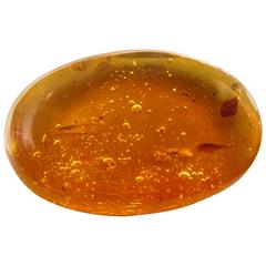 Amazing Fossil Mating Insects in Amber