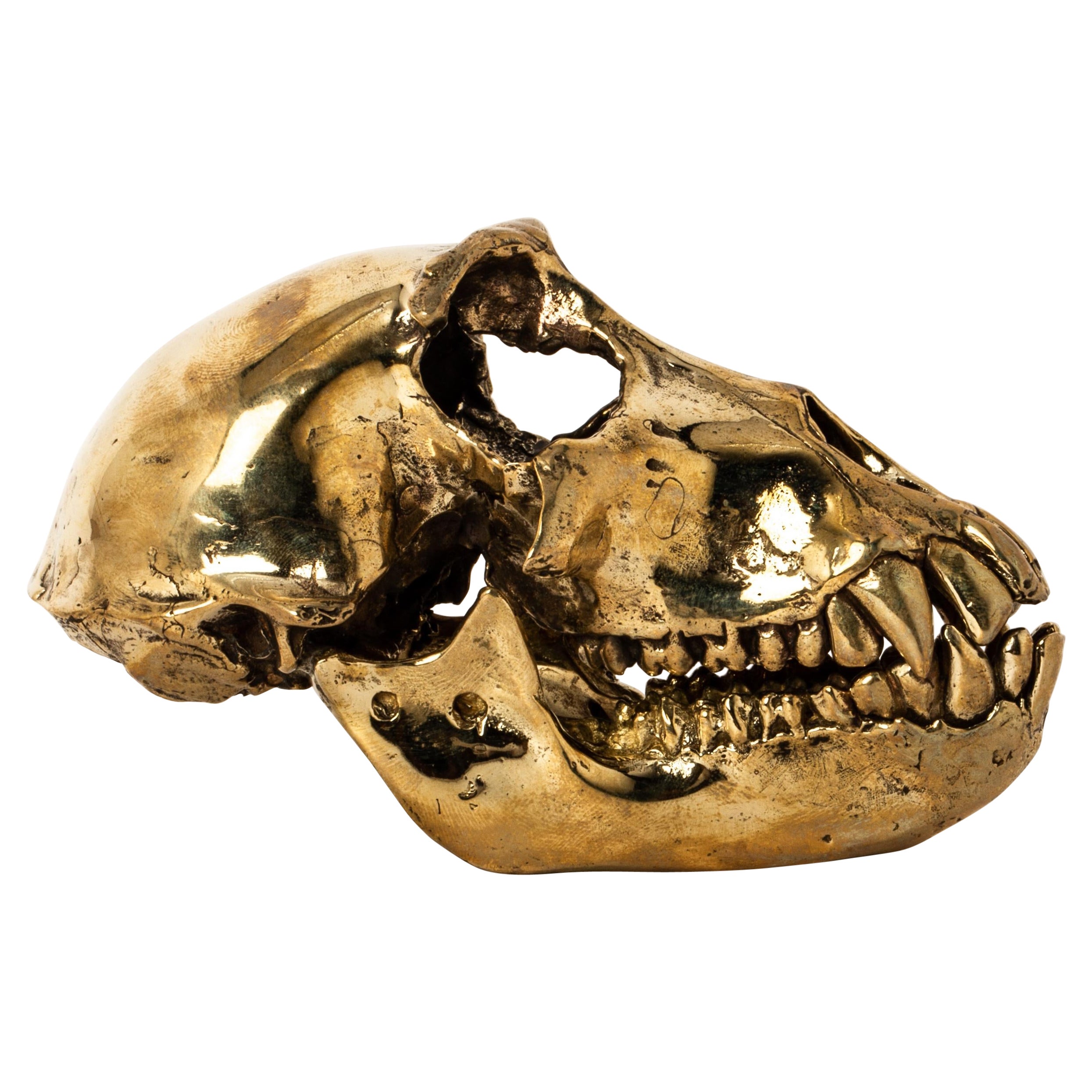 Monkey Skull (PR) For Sale