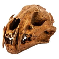 crâne de léopard (AM)