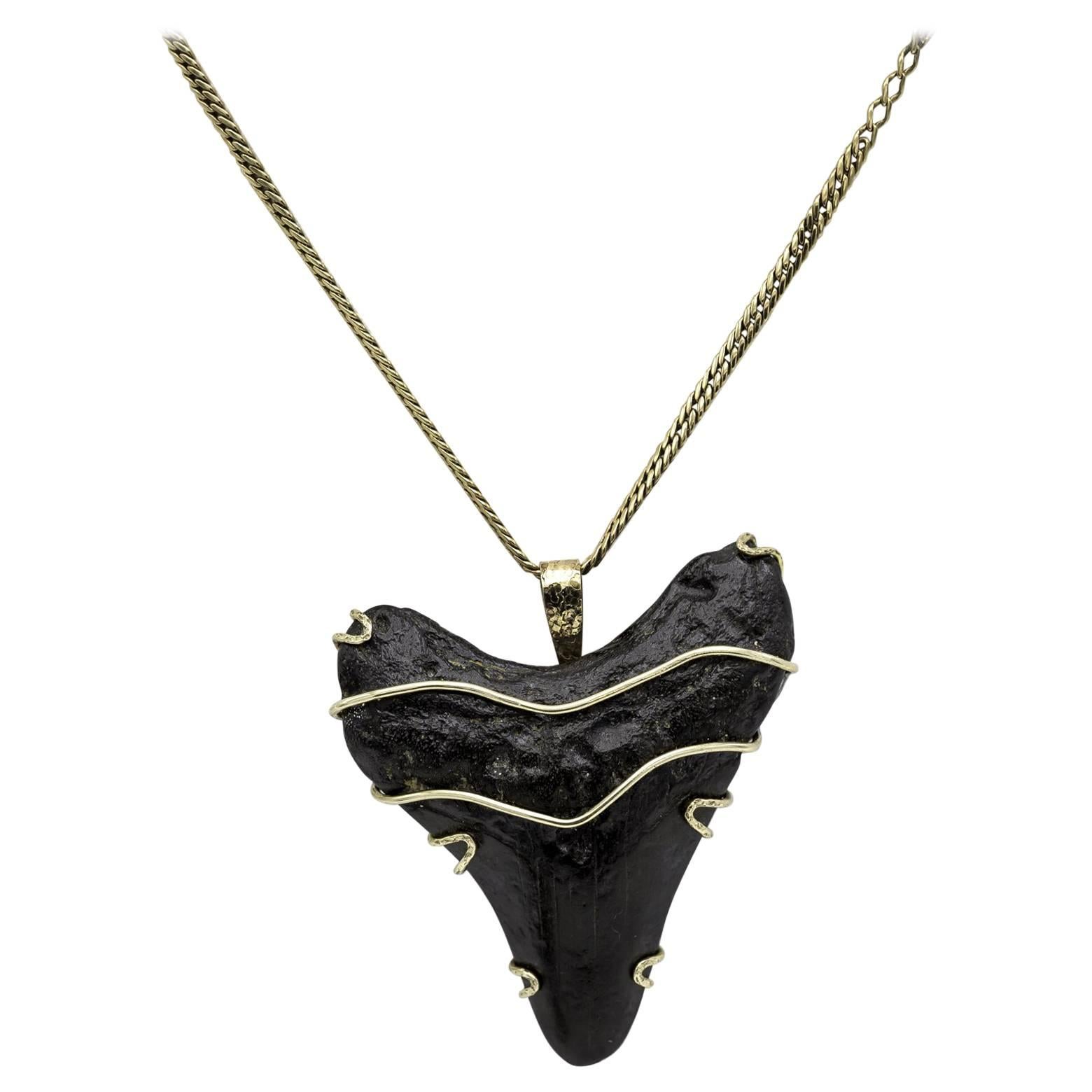 Petrified Dark Shark's Tooth Pendant in Yellow Gold