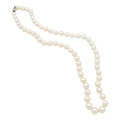 NEW Certified AA+ Quality Japanese Akoya Salt Water White Pearl Necklace