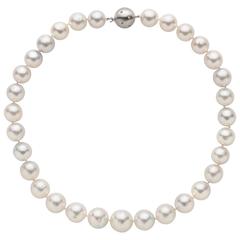 South Sea Pearl Necklace on White Gold Ball Clasp