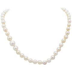 Antique Natural GIA Certified Pearl Sapphire Yellow and White Gold Platinum Necklace