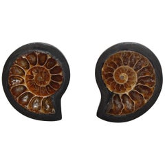 Monies One of a Kind Ammonite and Ebony Clip Earrings 