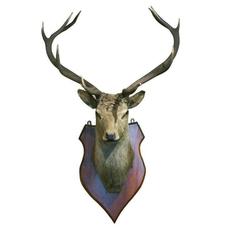 Antique Taxidermy, Stags Head, Red Deer