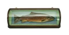 Antique Brown Trout Trophy Fish Model Malloch of Perth.