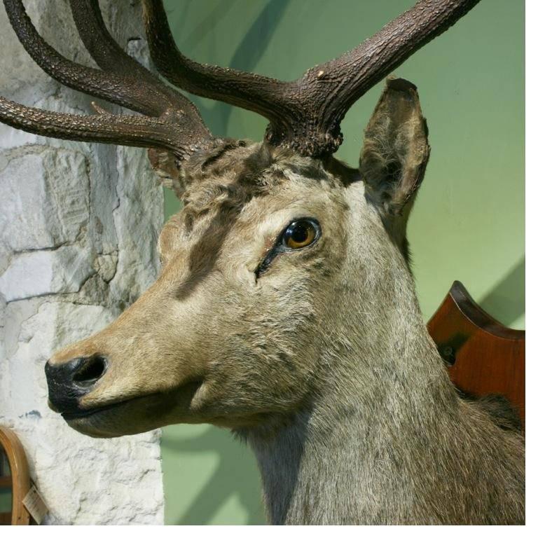 A rather attractive shoulder mount of a Red Deer. The head is with 11 point antlers, well-prepared, set looking straight ahead with very life like detail and expression, mounted on a polished wooden shield. The red deer (cervus elaphus) or red stag,